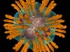 Hepatitisz C vírus