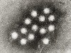 A hepatitis A vírus az egyik leggyakoribb vírusfertőzés a világon.